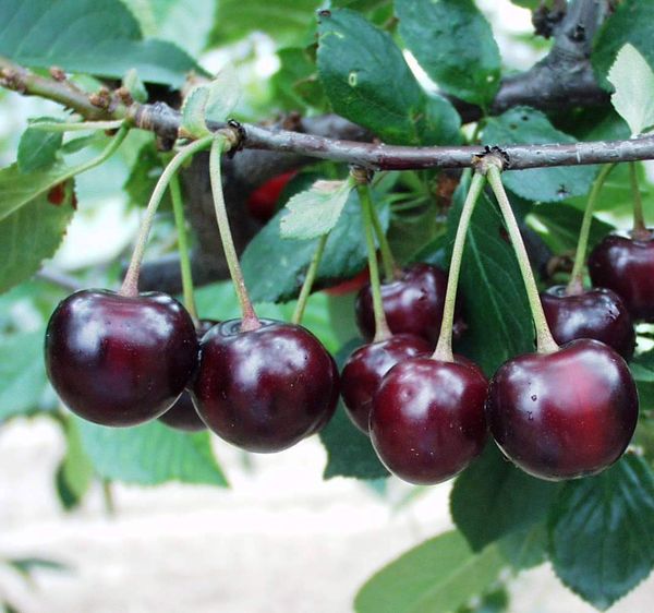 Лучшие сорта вишни для выращивания в саду