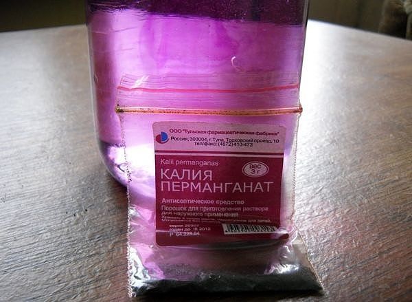 Лучший сорт смородины отечественной селекции Вологда