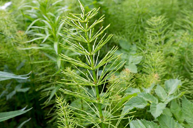 Луговые растения (травы и цветы) для выращивания на даче: описания, названия, фото + польза и применение в ландшафте