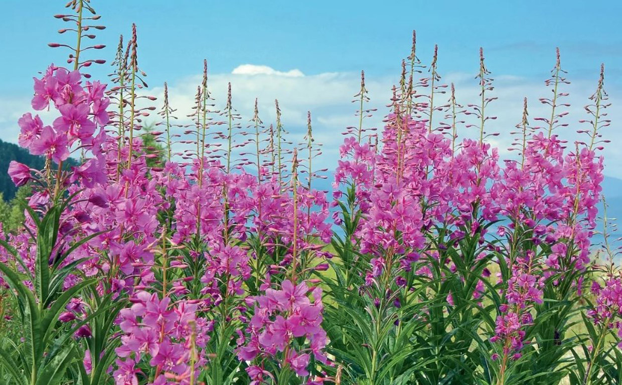Луговые растения (травы и цветы) для выращивания на даче: описания, названия, фото + польза и применение в ландшафте