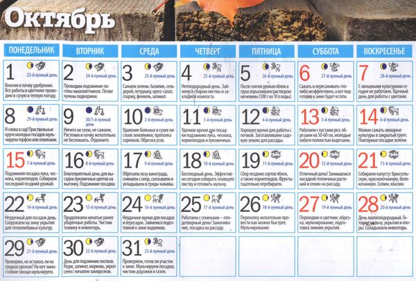 Лунный календарь огородника на октябрь 2023 года: благоприятные дни