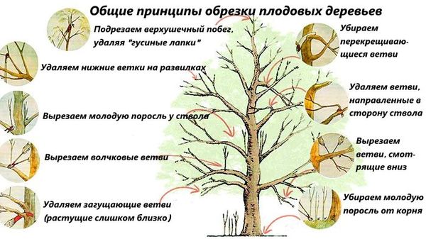 Лунный календарь садовода для Сибири на 2023: благоприятные дни