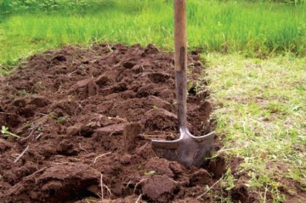 Лунный календарь садовода и огородника на 2023 год: благоприятные дни