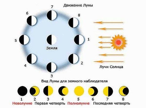 Лунный календарь садовода и огородника на 2023 год: благоприятные дни