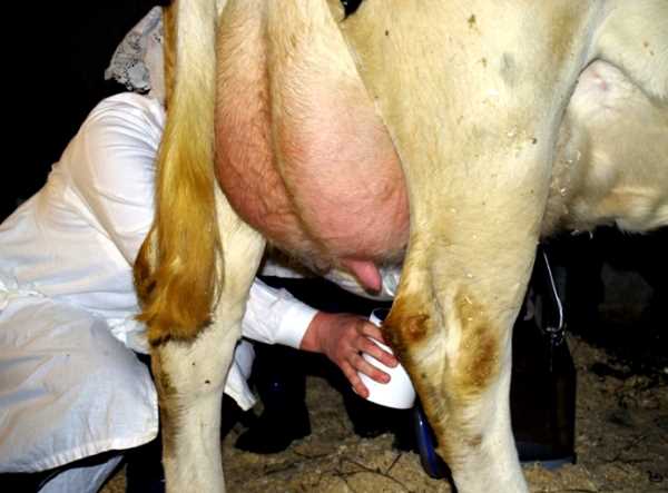 Мастит у коров: диагностика, лечение, профилактика