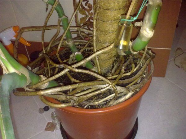 Можно ли обрезать воздушные корни у монстеры – ответ