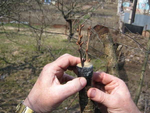 На что можно привить грушу и как выбрать подвой