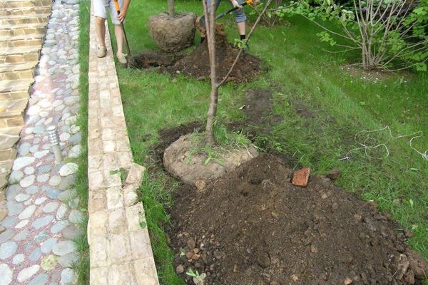 На какой год после посадки цветет и плодоносит груша