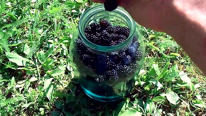 Наливка из ежевики в домашних условиях: простой рецепт на водке, на коньяке, на спирту