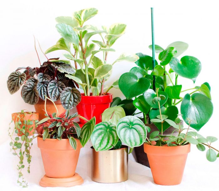 Неприхотливые комнатные растения: 35 разновидностей с названиями, описаниями и фото + критерии выбора и правила ухода