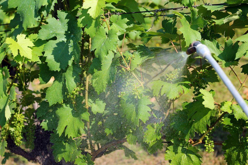 Обработка винограда бордосской жидкостью