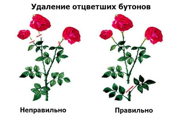 Обрезка роз: как правильно провести процедуру после цветения