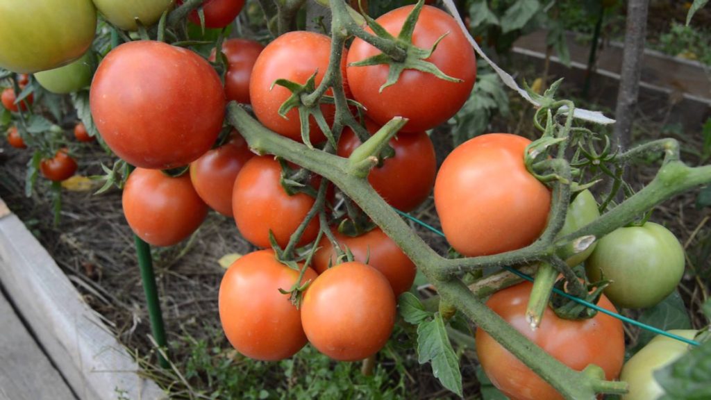 Обзор лучших сортов низкорослых томатов