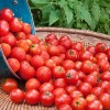 Обзор лучших сортов низкорослых томатов