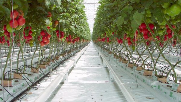 Обзор лучших сортов томата для теплицы из поликарбоната