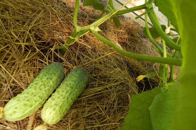 Огурцы: выращивание в грунте и теплице