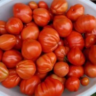 Описание и особенности агротехники урожайного томата Пузата хата