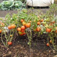 Описание и особенности агротехники урожайного томата Пузата хата