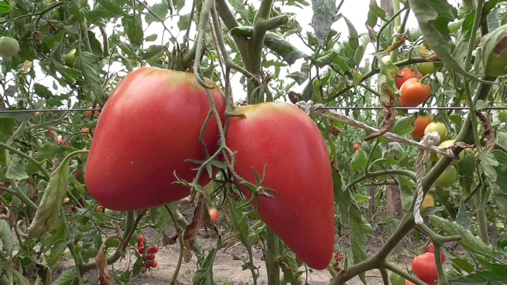 Описание лучших сортов томатов для теплиц