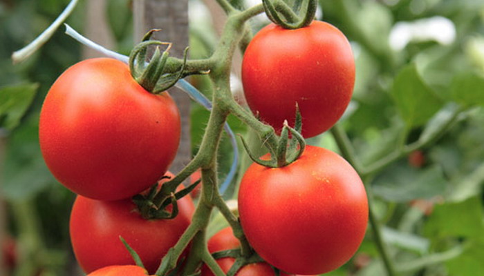 Описание лучших сортов томатов для теплиц