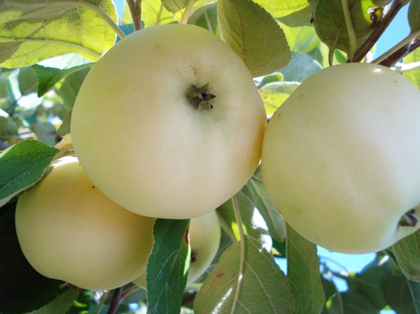 Описание сорта яблони со сладкой мякотью Белый налив