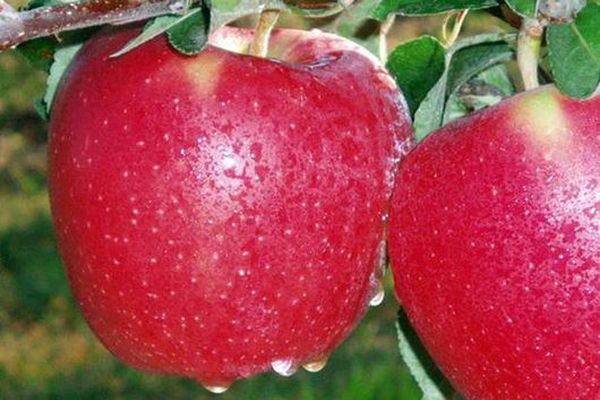 Описание ухода за летней зимостойкой яблоней Старкримсон