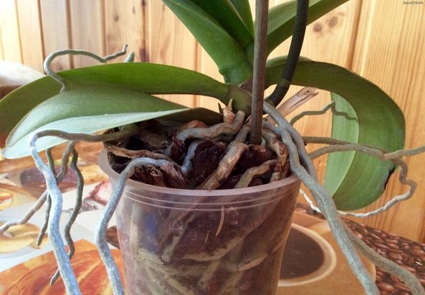 Орхидея Каттлея: уход в домашних условиях и особенности