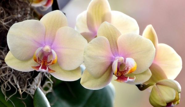 Орхидея Каттлея: уход в домашних условиях и особенности