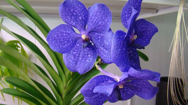 Орхидея Ванда в стекле: уход в домашних условиях