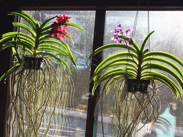 Орхидея Ванда в стекле: уход в домашних условиях