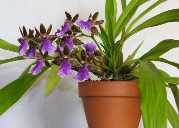 Орхидея Зигопеталум: правила ухода в домашних условиях