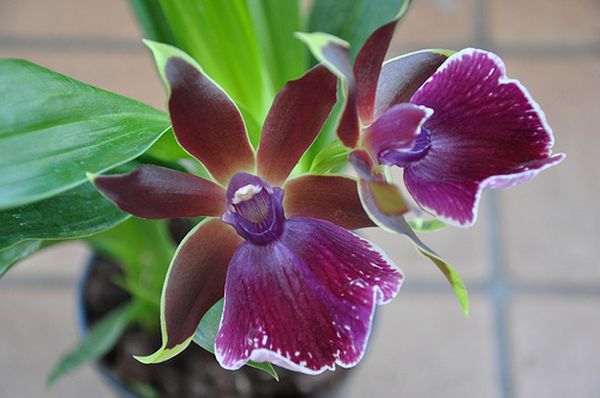 Орхидея Зигопеталум: правила ухода в домашних условиях