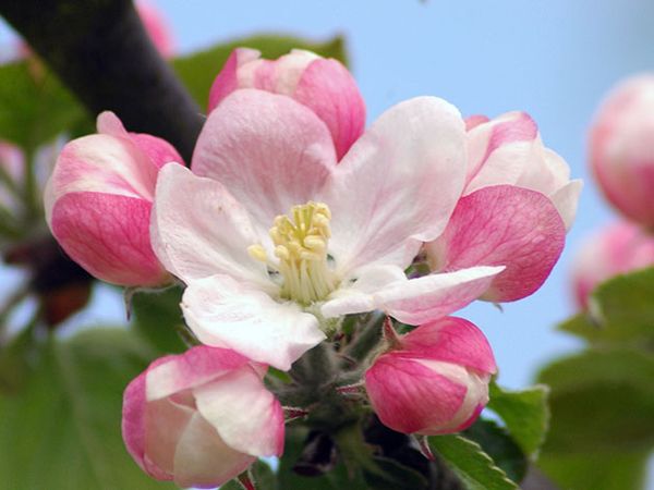 Основные характеристики зимней гибридной яблони Вишневое