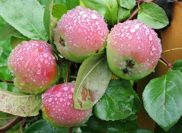 Основные характеристики зимней гибридной яблони Вишневое