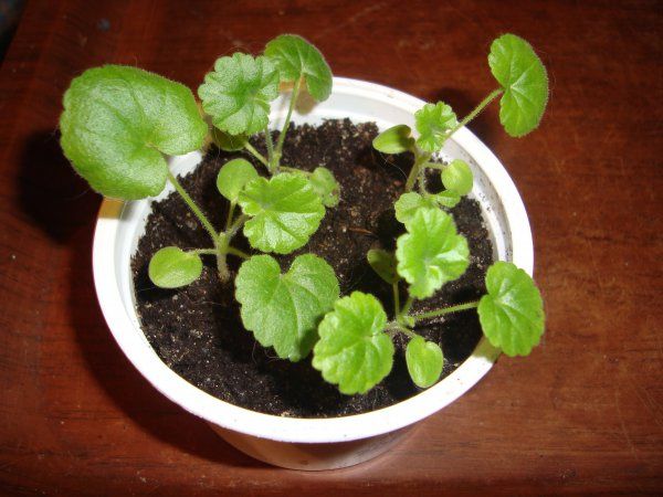 Пеларгония из семян в домашних условиях: выращивание