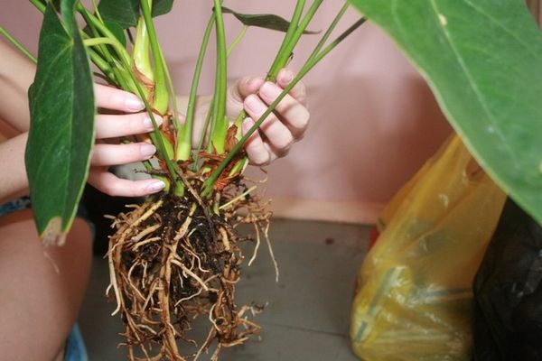 Пересадка антуриума в домашних условиях: как пересадить после покупки