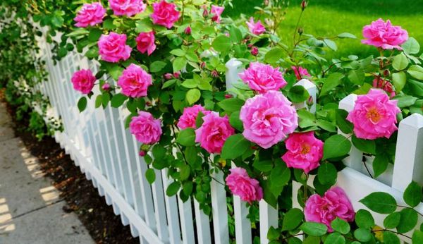 Плетистая роза: особенности выращивания и ухода