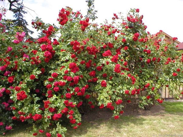 Плетистая роза: особенности выращивания и ухода