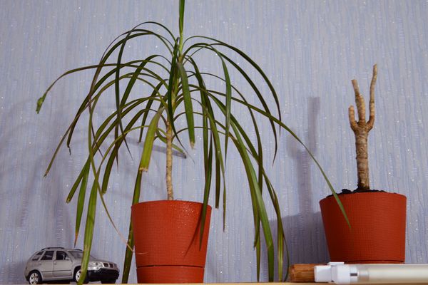 Почему драцена сбрасывает листья и что делать: причины