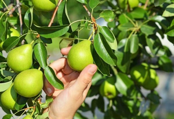 Почему на груше мелкие плоды