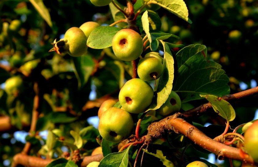 Почему на яблоне мелкие яблоки