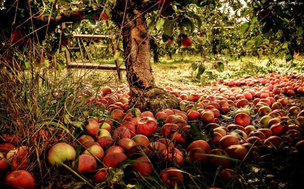 Почему осыпаются яблоки с яблони