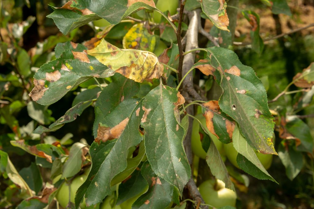 Почему появляются пятна на листьях яблони