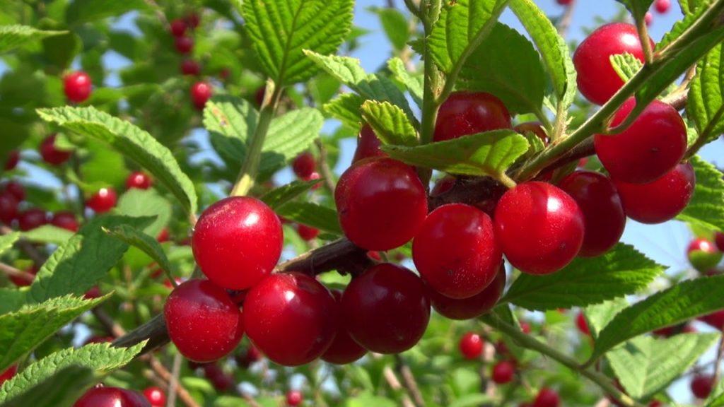 Почему вишня горькая