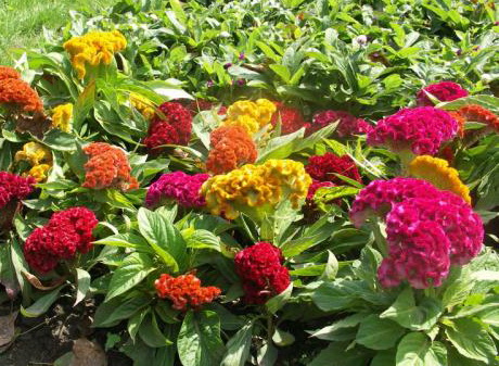 Посадка и уход за целозией в саду, выращивание из семян + описание и применение цветка в ландшафте, виды и сорта с фото