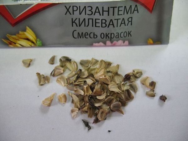 Посадка и уход за хризантемами из семян на рассаду