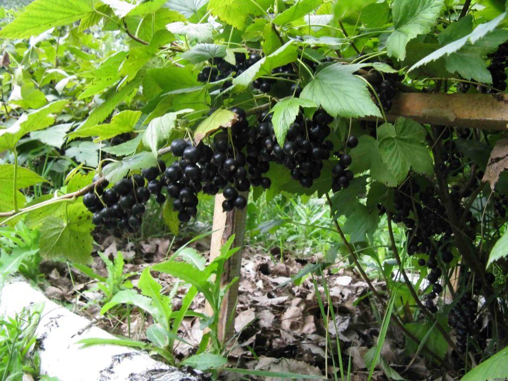 Расстояние между кустами смородины при посадке