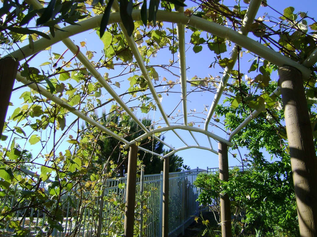 Садовая арка для винограда