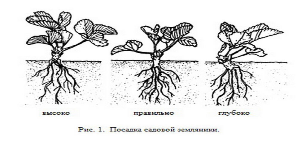 Посадка земляники схема