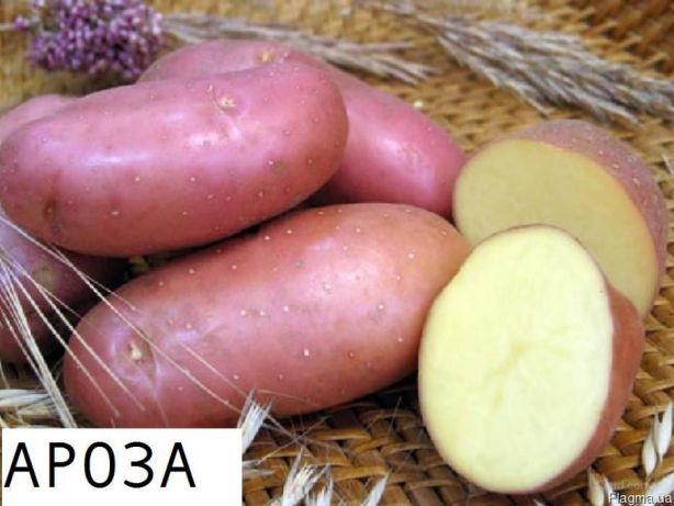 Сорт картофеля Ароза: фото и описание
